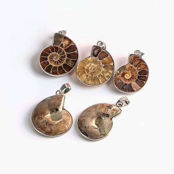 Ammonite fossil shell necklace display
